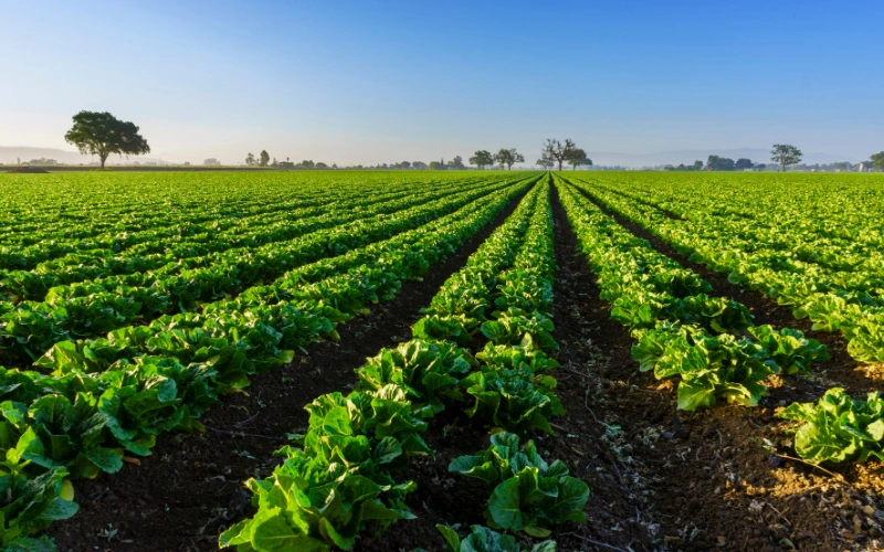 Rows of a healthy organic farm field