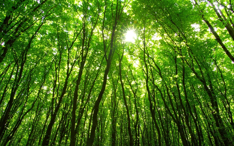 Sunlight filtering through a dense forest canopy