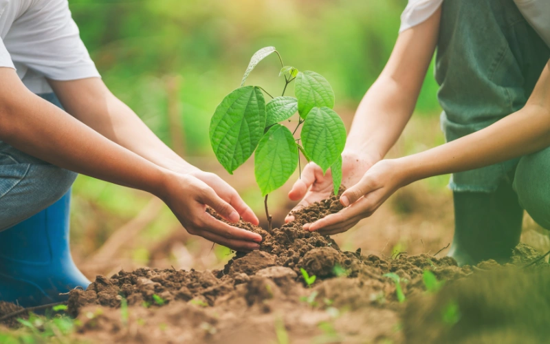 Hands planting a young sapling into rich soil