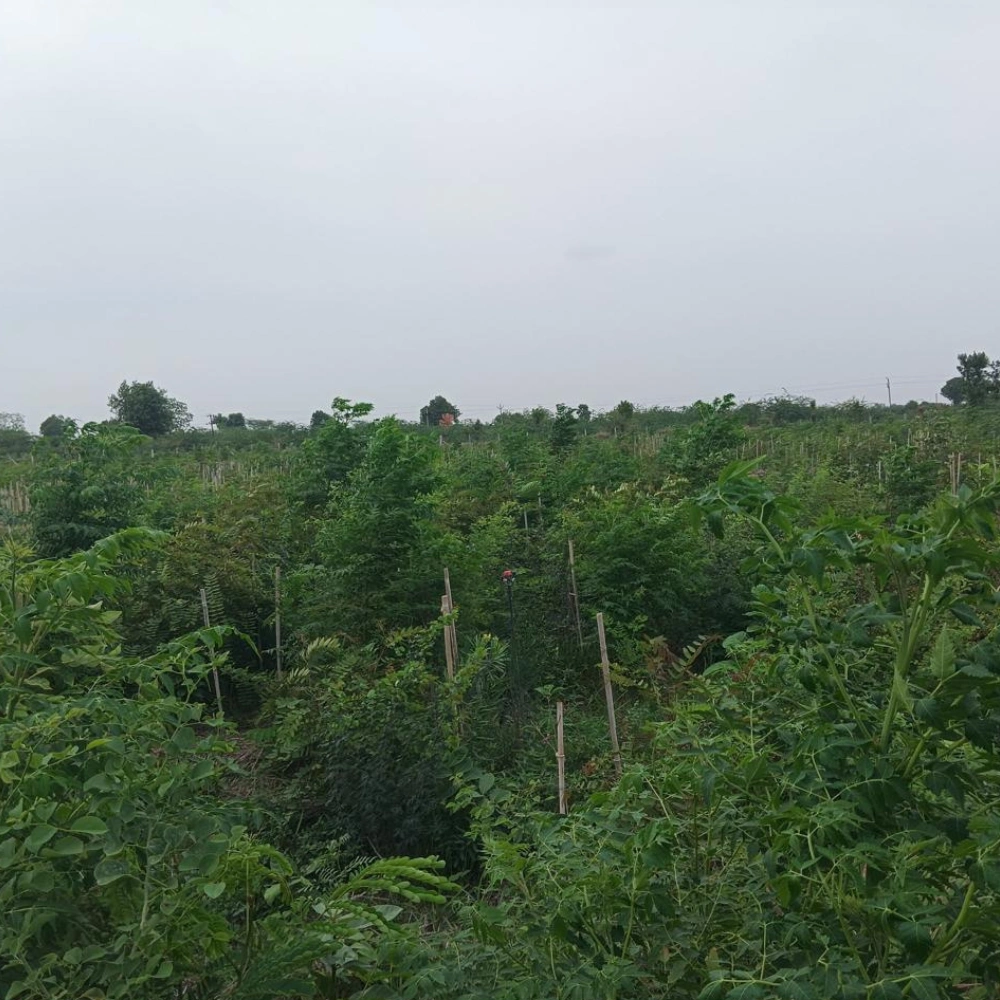 Nature Crusade plantation drive photo 14