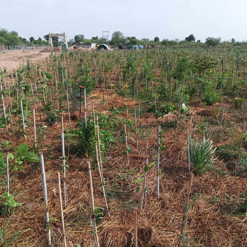 JNPT Urban Forest photo
