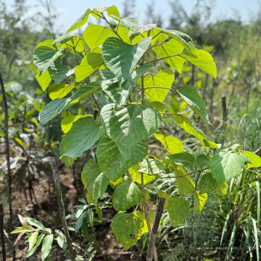 Nature Crusade plantation drive photo 6