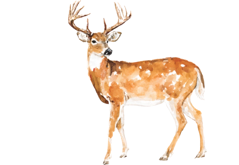 A watercolor illustration of a spotted deer, representing Nature Crusade's commitment to wildlife and biodiversity